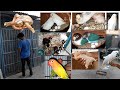 Budgies Love Birds Cockatiel Hamsters Rabbits Setup Visit
