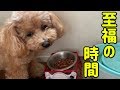 エルくん大好きなご飯タイム!むしゃむしゃご飯を食べるエルくんのキュートな顔がたまらない♪