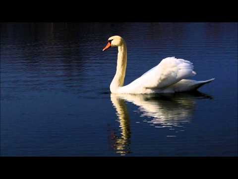 Wagner  "Lohengrin"    Windgassen -- Nilsson -- Varnay -- Uhde -- Eugen Jochum- Bayreuth 54