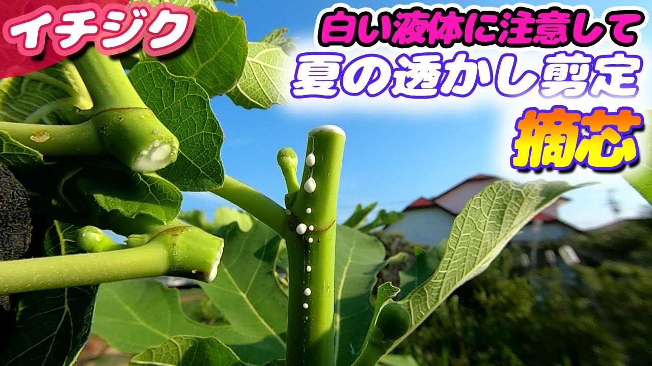 イチジクの摘芯と透かし剪定　白い液体フィシンには要注意
