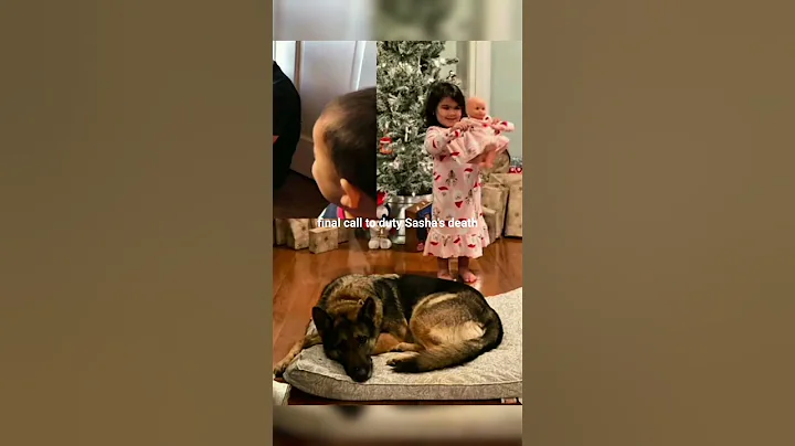 Final farewell of hero k9 sasha #emotional #heartbreak #fyp #farewell #family #honor #retirement