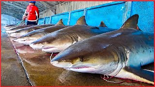 Shark Fishing and Processing of Shark products  Shark meat, skin, and fins processing in factory