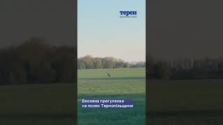 Весняна прогулянка на полях Тернопільщини