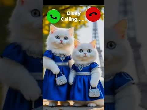 Bluey Calling Viral Ringtone Mi Viralshortvedeo Yt Short Vedeo Cute Cat Bluey Calling Mi Ring