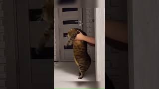 Sexy hot dance #catmeow #catsoftiktok #fy #fatcat #dancer #hotdance