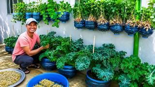 You No Garden Space? See How Old Water Bottles Can Grow Fresh Vegetables at Home