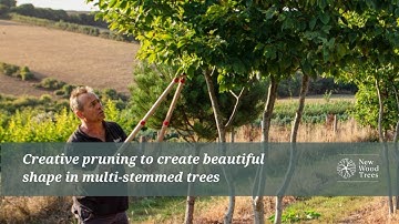 Creative pruning to create beautiful shape in multi-stemmed trees