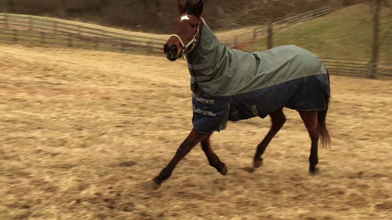 Horse Mourning Her Loss: Life in Reverse