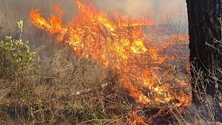 Project : Forest Fire Prediction Django App -Deploy On Heroku