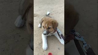 #pet#puppies#cutepuppy#dogs#puppieshelp#dogfather#animallover