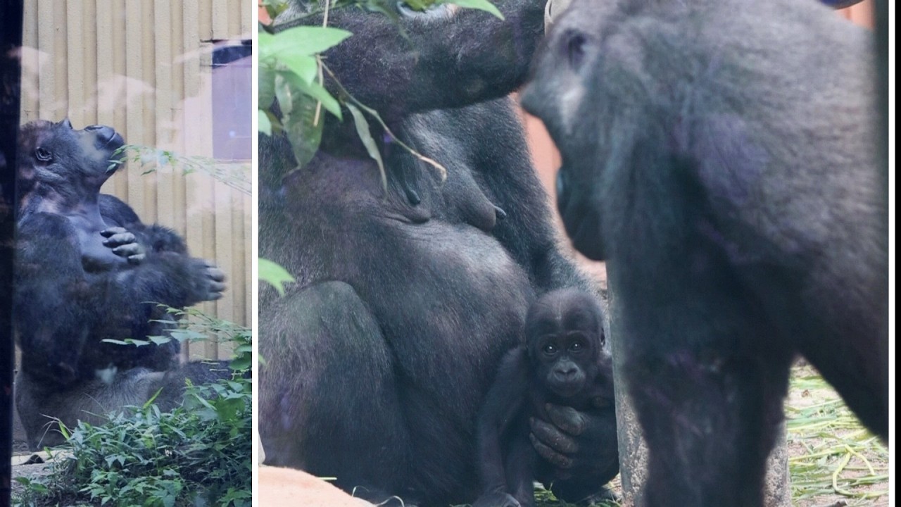 @バーソロミューゴリラ Rare Outdoor Drumming by Momotaro the Gorilla | Kyoto City Zoo