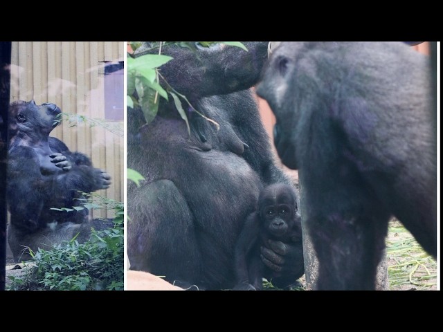 Rare Outdoor Drumming by Momotaro the Gorilla | Kyoto City Zoo