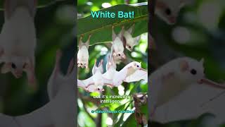 The Rarest White Bat You've Ever Seen! #Nature #Viral