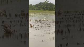 প্রবাসী ভাইদের জন্য আজকের ভিডিওটি,প্রবাসে না গিয়ে ও অল্প সময়ের মধ্যে নিজেকে স্বাবলম্বী করা যায়।