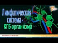 Лимфатическая система - КГБ организма. Михаил Сватковский