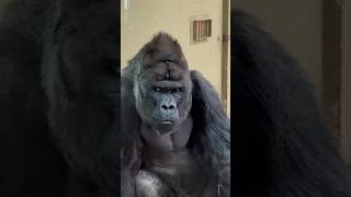 Download Lagu #Gorilla leader watching me #Silverback #aap #ape #monkey #king kong #Artis dierentuin zoo Amsterdam MP3