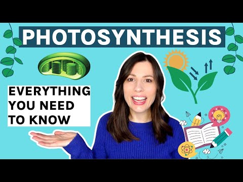 Photosynthesis: Aqa A-Level. Everything You Need To Know.