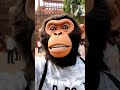 monkey vlog #shorts #comedy #india