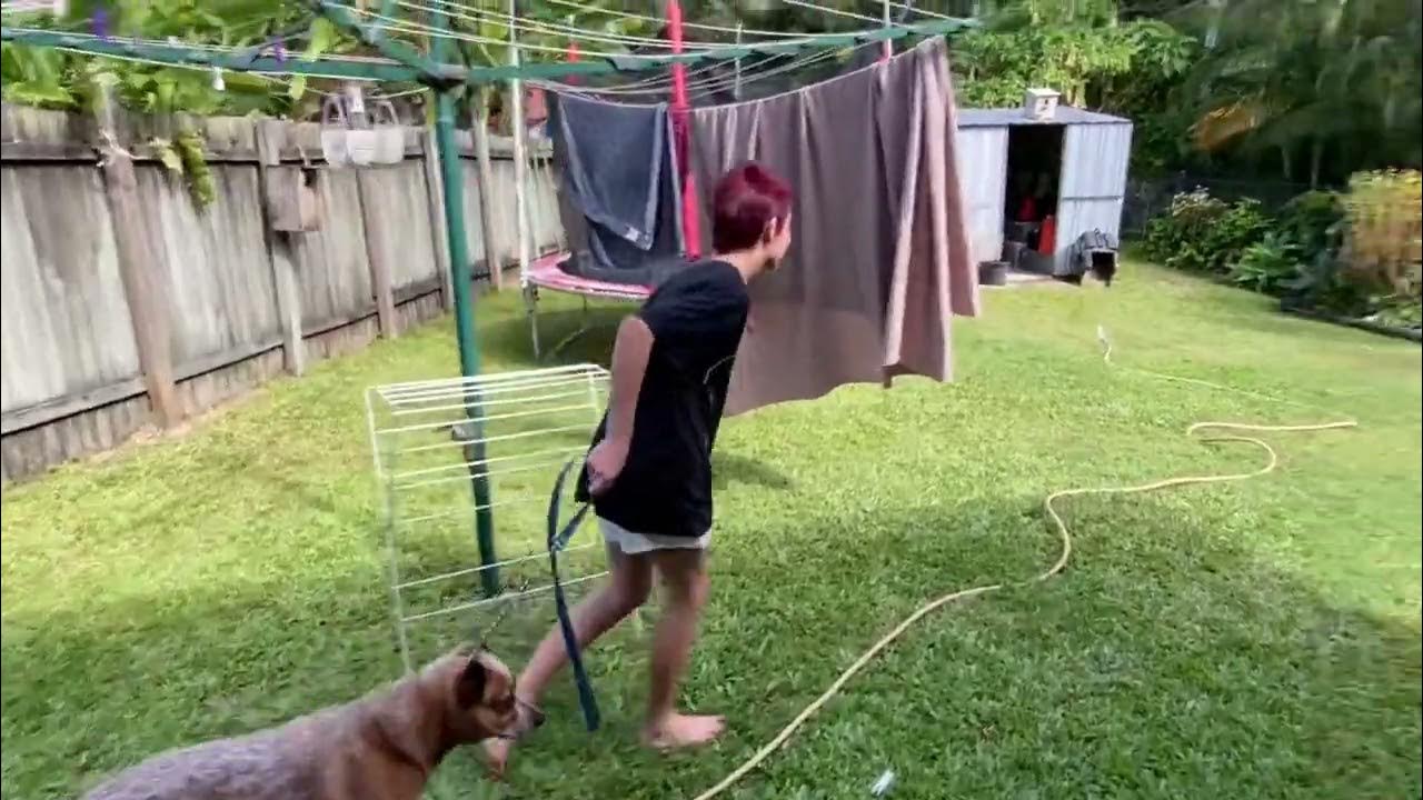 how-to-wash-a-dog-youtube