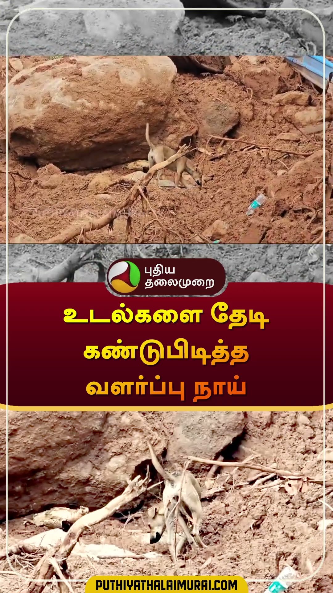 உடல்களை தேடி கண்டுபிடித்த வளர்ப்பு நாய் | திருவண்ணாமலை | #tiruvannamalai | #landslide | #shorts