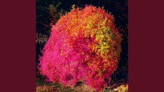 Download Lagu setting sun MP3