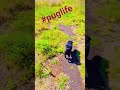 #dogvideos #cute #dogwalks #puppy #dogshorts #dogs a nice walk with Dave the pug