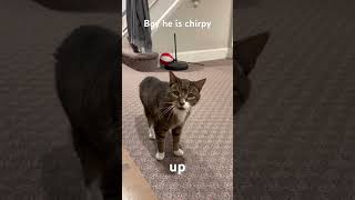 Download Lagu Very chirpy cat MP3