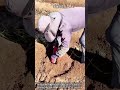 토양 입자의 전단 저항력 완화와 응력 제어를 활용한 농작물 굴취 원리 #worker #process #engineering #soilmechanics #diy
