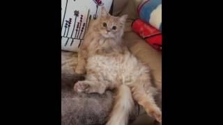 BEAUTIFUL MAINECOON CATS COMPILATION 2016 by Cats World 149 views 7 years ago 4 minutes, 48 seconds