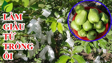 Làm giàu Từ Trồng Ổi - Tham Quan Vườn Ổi Sây Trái Ở Bình Phước - Nông Dân TV