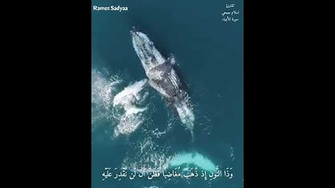 القارئ إسلام صبحي .. (وذا النون إذ ذهب مغاضبا) أجمل حالة واتساب قصيرة مقاطع دينية إسلامية حالات قرأن