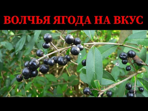 ВОЛЧЬЯ ЯГОДА БИРЮЧИНА