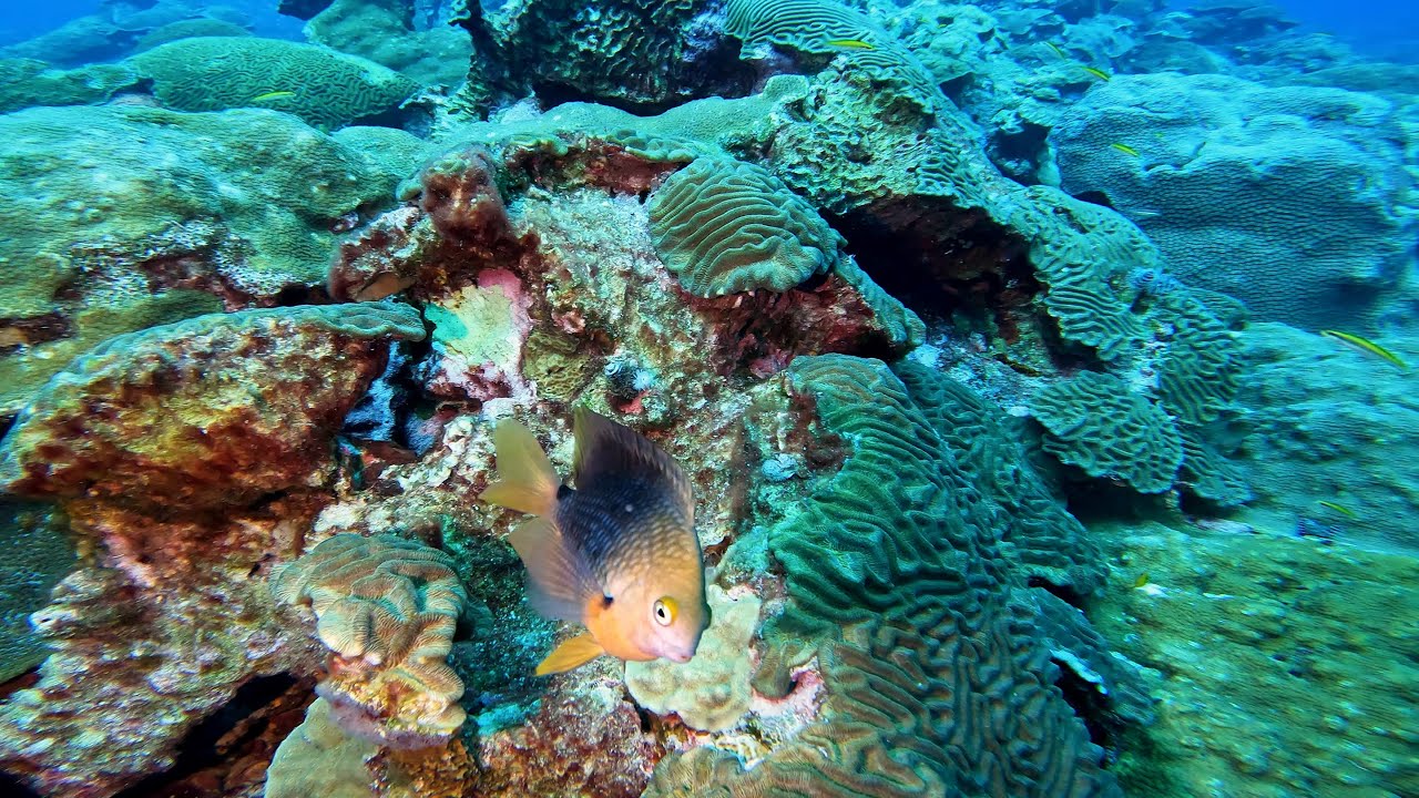 Suba Diving! East Flower Garden Banks, Gulf of Mexico YouTube