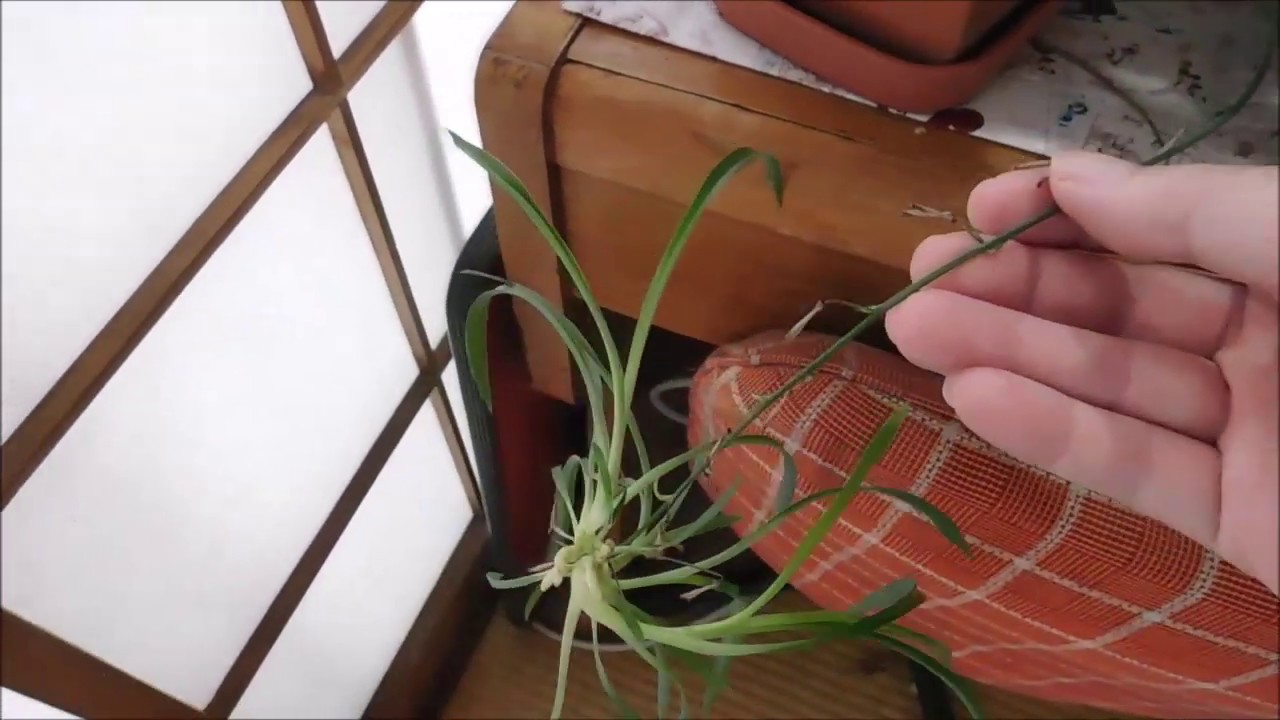 オリズルラン 植え替え その後 ２年後 Youtube