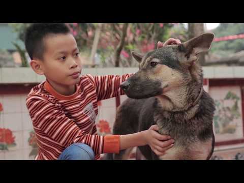 Video: Heeft Mijn Hond Elk Jaar Een Rabiësvaccin Nodig?