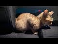 【保護猫】車に子猫を乗せたら秒でこうなった時の話し