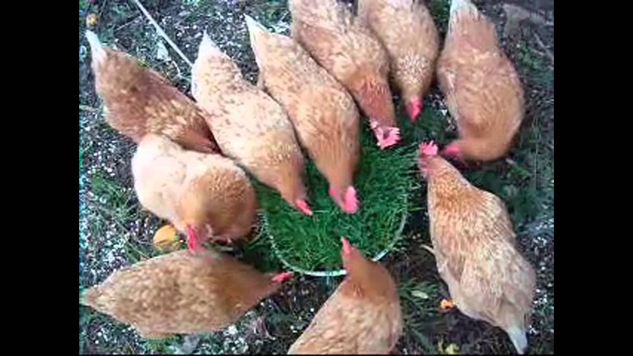 Thoughts camera action chicken clean or unclean (response) YouTube