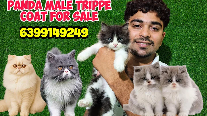 Video 11196091: persian cat pure breed, persian cat long hair, best quality persian cat, persian cat baby, cute kitten, pets