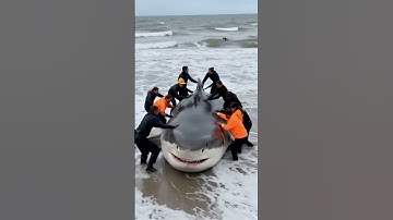 stranded great white shark