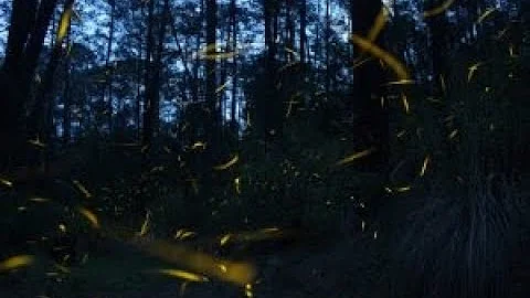 Does Colorado Have Native Fireflies?