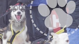 Mushing Explained: Genetic superdogs