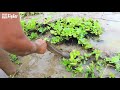 Top 3 - Very Lucky Fishing! Found & Catching a lot of Fish in Rice Field & Canal after Rain