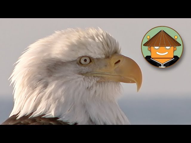 Total 52+ imagen vida de las aguilas documental