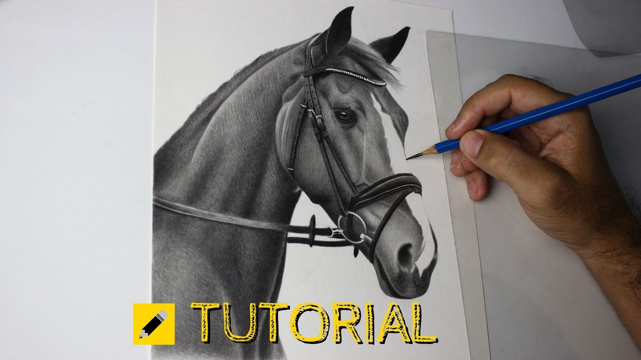 Como desenhar um cavalo?