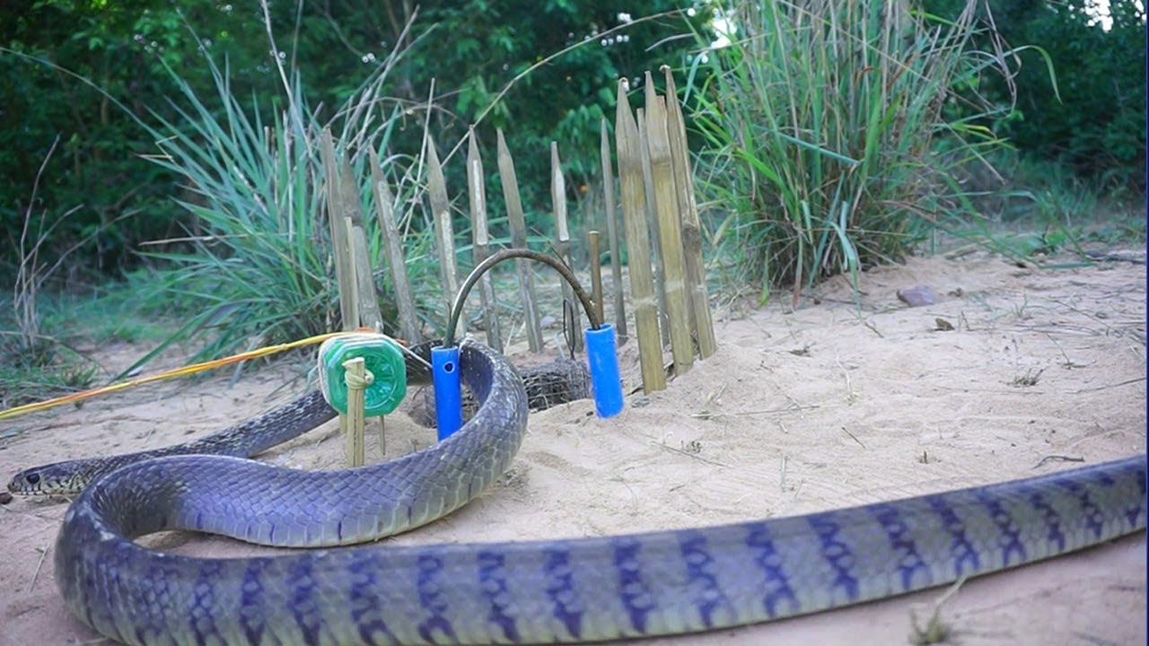 Build simple snake trap make from bottle with wood