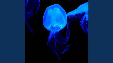 Tetris Theme (Trance Remix)