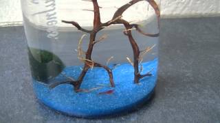 手間いらずのピクシーシュリンプ