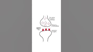 Synapses in 60 seconds