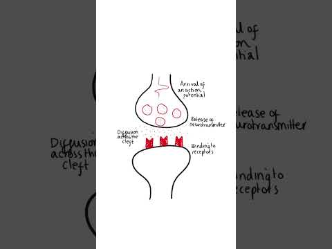 Synapses in 60 seconds