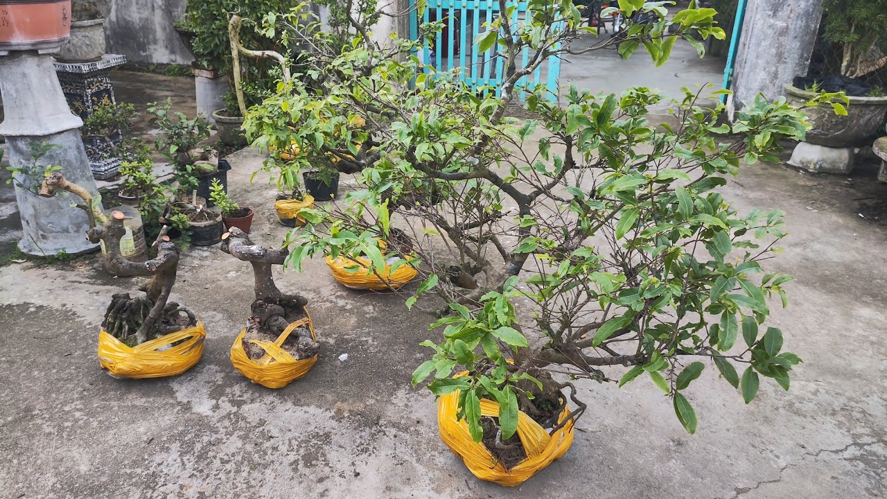 Chiều 9.3 .0359540980 gl cây cảnh các loại giá rẻ bao ship toàn quốc 